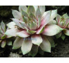 Молодило  Sempervivum tectorum 'Violaceum'
